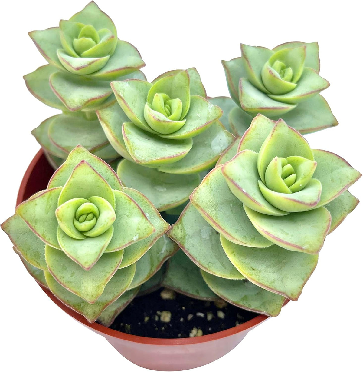 Live Succulent 4" Crassula Perforata Ivory Towers, Succulents Plants Live Fully Rooted House Plant for Home Office Decoration, DIY Projects by The Succulent Cult