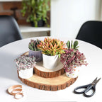 Live Succulents 'Crassula pellucida SSP' (4-inch), Succulent Plants Fully Rooted in Pots with Soil, Easy-Care House Plant for DIY, Home Office Decor, Wedding Party Favor