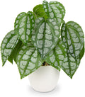 Fake Plants Small Faux Potted Plant 9.8 Inches Fake Piper Sylvaticum with Pot Artificial Plants Indoor for Home Decor Bedroom Aesthetic Bathroom Shelf Living Room Office Kitchen Table Decoration