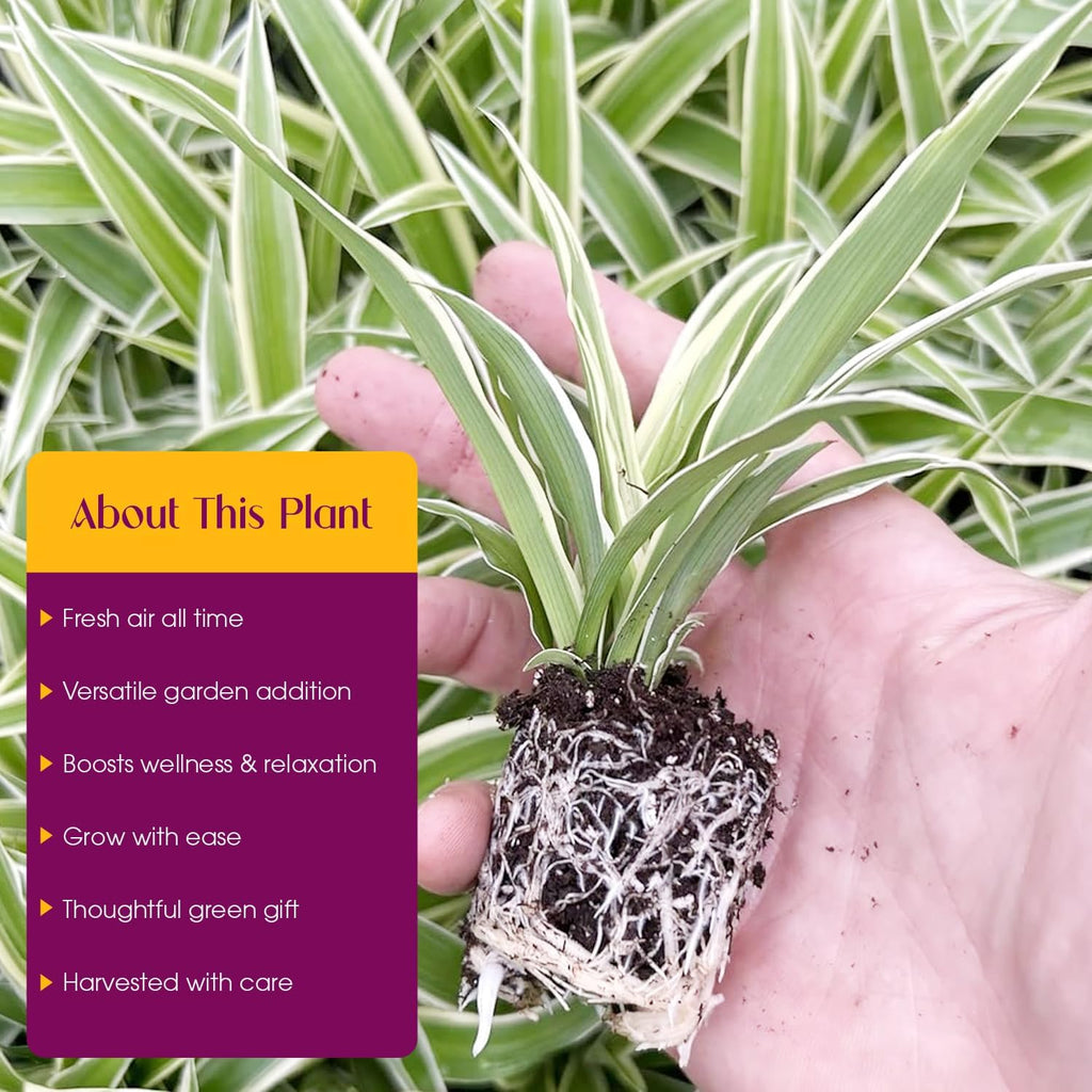 Spider Plant Variety Pack - 4 Spider Plants Live House Plants - Ocean, Hawaiian, Green, Bonnie Curly - Perfect for Home Garden & Office Decor - Ideal for Indoor Air Quality & Easy to Care
