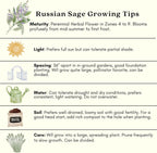 Clovers Garden Russian Sage Plants – Two (2) Live Plants – Non-GMO - Not Seeds - Each 4" to 8" Tall – in 4" Inch Pots – Hardy Flowering Perennial, Pollinator Favorite