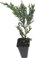 Juniper Parsoni - 3 Live Plants - Juniperus Squamata Expansa Parsons - Drought Tolerant Cold Hardy Evergreen Ground Cover