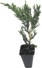 Juniper Parsoni - 3 Live Plants - Juniperus Squamata Expansa Parsons - Drought Tolerant Cold Hardy Evergreen Ground Cover