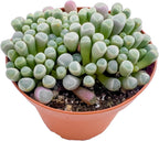 Live Succulents 'Baby Toes' (4-inch), Succulent Plants Fully Rooted in Pots with Soil, Easy-Care House Plant for DIY, Home Office Decor, Wedding Party Favor