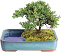 Brussel's Bonsai Live Green Mound Juniper Bonsai Tree - Medium, 5 Year, 6 to 10 Inches - Outdoor Bonsai Tree Live with Water Bonsai Pot (Not Sold in California)