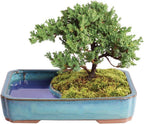 Brussel's Bonsai Live Green Mound Juniper Bonsai Tree - Medium, 5 Year, 6 to 10 Inches - Outdoor Bonsai Tree Live with Water Bonsai Pot (Not Sold in California)