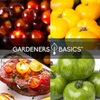 Gardeners Basics, 5 Rare Tomato Seeds for Planting Variety Pack Heirloom Tomato Seeds, Cherokee Purple, Black Krim, Pineapple, Green Zebra, Black Cherry, Determinate and Indeterminate & More, Non GMO