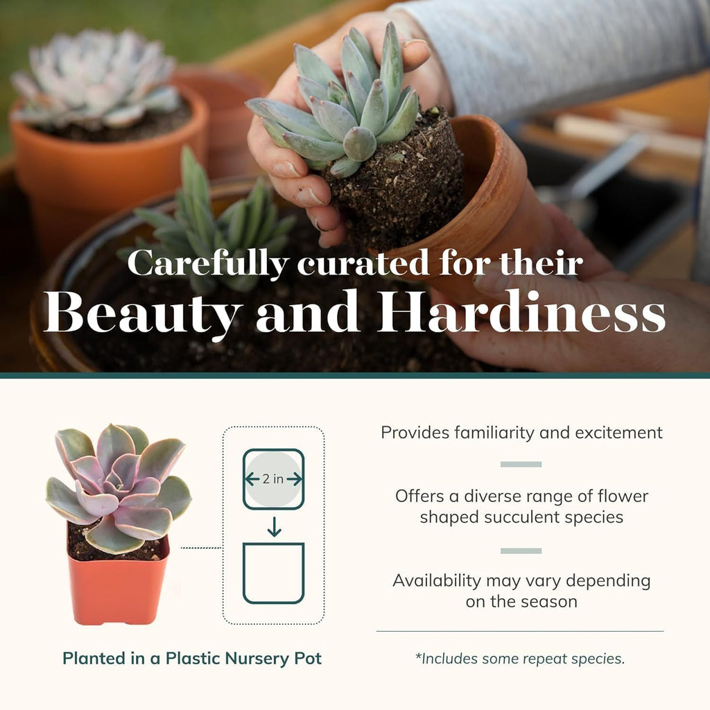Shop Succulents Rosette Succulent Plant Pack Collection - Live Mini Succulent Plants, Low Maintenance, Floral Shaped Mix of Colors & Textures - Wedding and Party Favors, Gift & Garden, Pack of 256