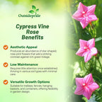 Outsidepride Rose Cypress Vine Seeds - 200 Pcs Annual Flower Seeds with Nectar-Rich, Star-Shaped Flowers & Feathery, Fern-Like Leaves for Fences, Trellises, Pergolas & Vertical Gardens
