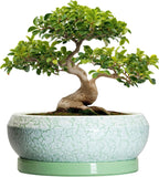 Bonsai Pots - 13 Inch Ceramic Succulent Pots for Indoor Outdoor, Large Shallow Planter with Drainage Hole and Saucer, Round Flower Succulent Planter, Patio Decor, Gifts for Women, Green