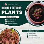 Polka Dot Plant (4-Pack) - Live Houseplants, Small Indoor Plants, Hypoestes Rose - Colorful, Air-Purifying House Plants