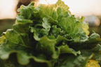 Arianna Batavian Lettuce - 500 Seeds - Non-GMO Batavian Lettuce Seeds for Planting in The Home Garden, Thresh Seed Company