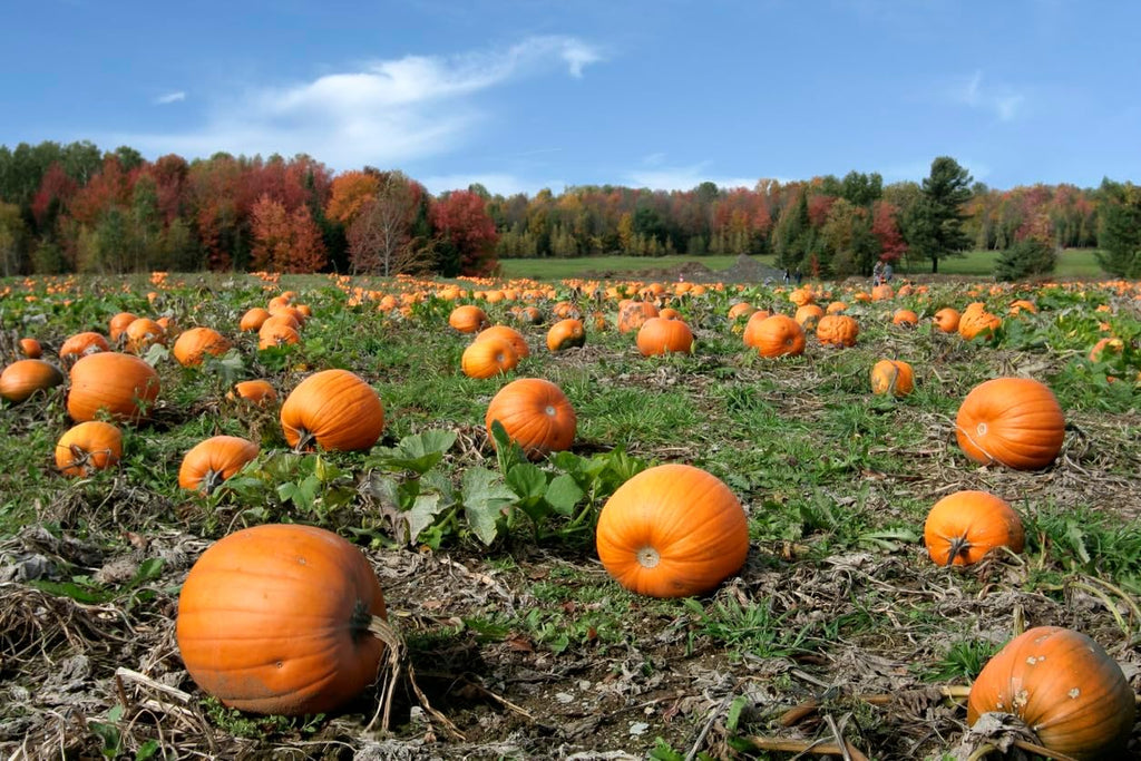 Big Max Pumpkin Seeds - 100 Pounds and Up! - 20 Seeds