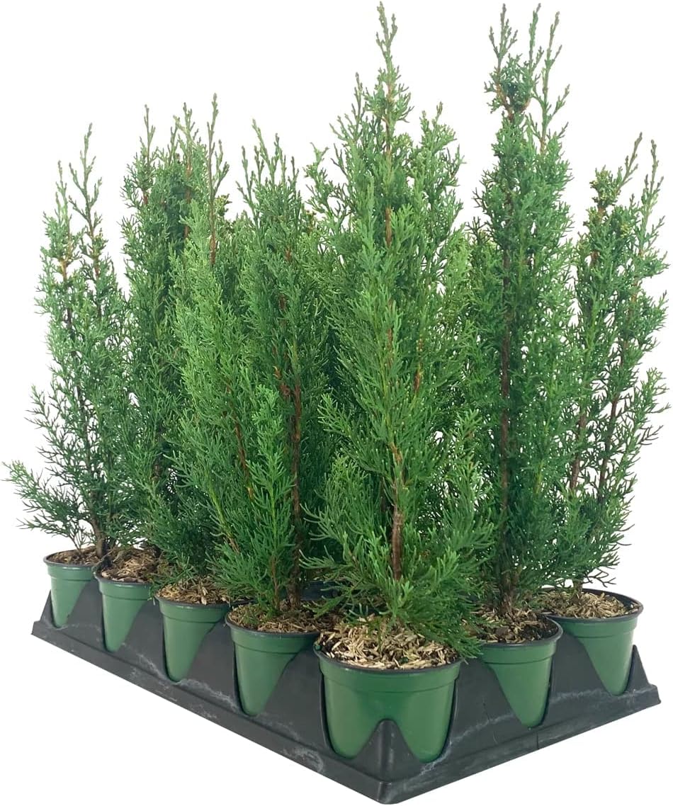 Italian Cypress Tree | 10 Live 4 Inch Pots | Cupressus Sempervirens | Formal Elegant Mediterranean Style Plants
