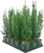 Italian Cypress Tree | 10 Live 4 Inch Pots | Cupressus Sempervirens | Formal Elegant Mediterranean Style Plants