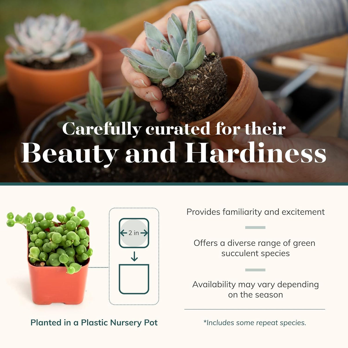 Shop Succulents Verde Succulent Plant Pack Bulk Collection - Live Mini Succulent Plants, Low Maintenance, Mix of Green Succulents & Textures - Wedding and Party Favors, Gift & Garden, Pack of 100