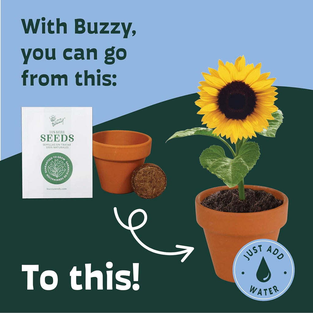 BUZZY Seeds Gardening Kits|Sunflower Seeds to Plant|Flower Starter Kit for Kids & Adults|Terracotta Mini Grow Pots|Bulk 20 Pack|Guaranteed to Grow|Wedding Favors|Teachers Gift