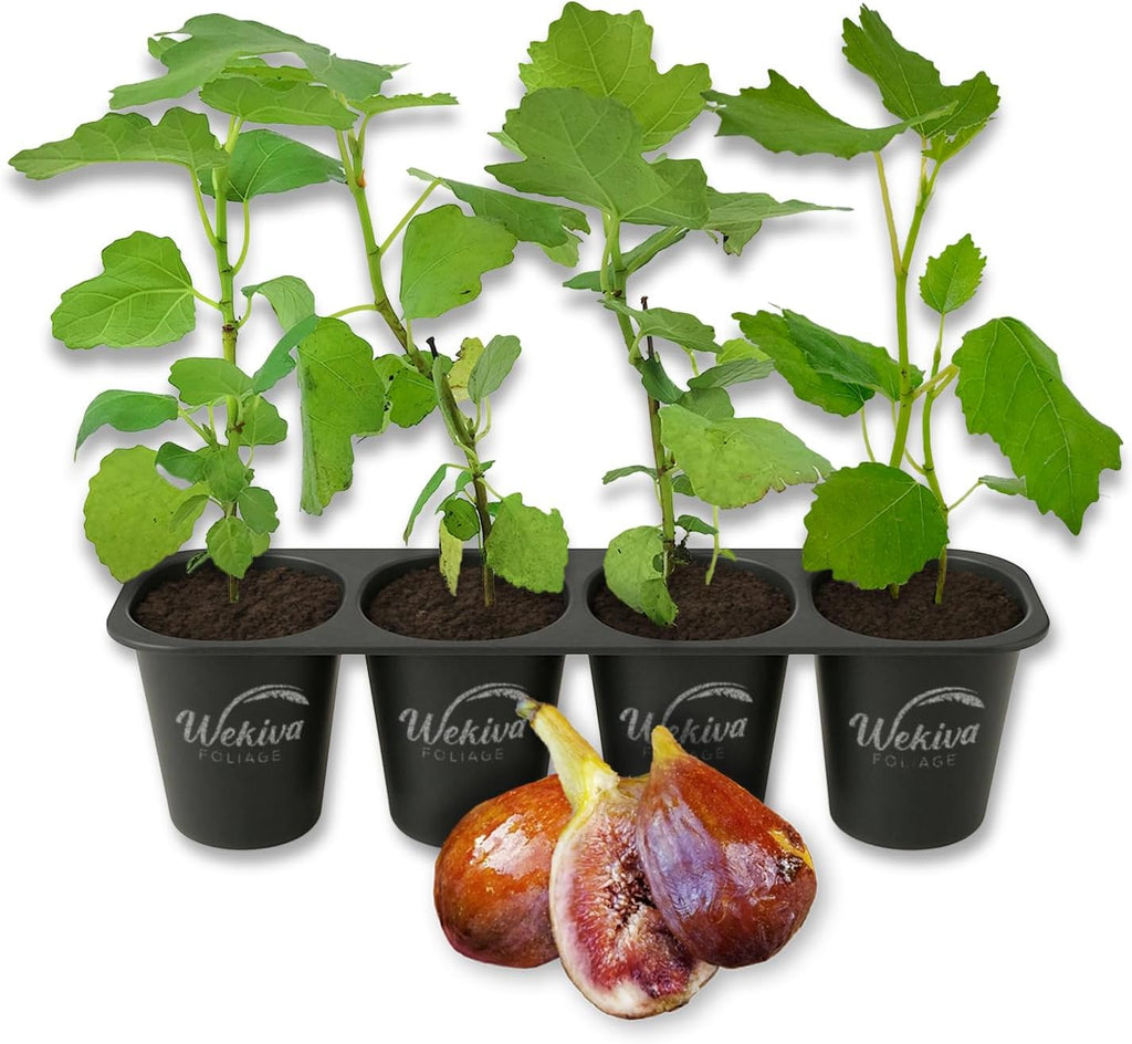 Olympian Fig Tree - 4 Live Starter Plants - Ficus Carica - Edible Fruit Tree for The Patio and Garden