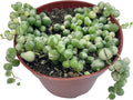Live Succulent 4" Variegated String of Pearls, Succulents Plants Live, Succulent Plants Fully Rooted Hanging House Plant for Home Office Decoration, DIY Projects Party Favor Gift by The Succulent Cult