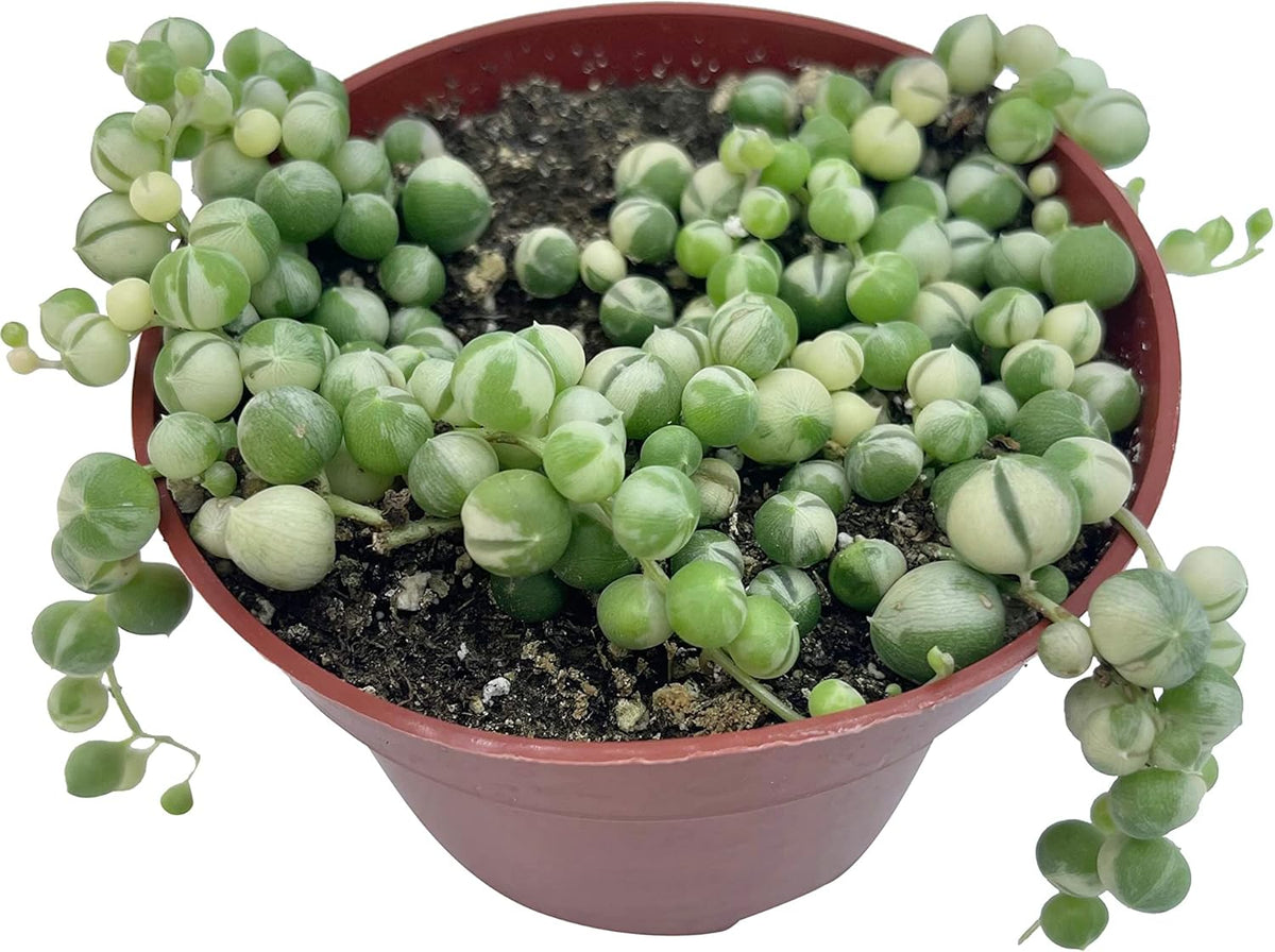 Live Succulent 4" Variegated String of Pearls, Succulents Plants Live, Succulent Plants Fully Rooted Hanging House Plant for Home Office Decoration, DIY Projects Party Favor Gift by The Succulent Cult