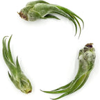 ragnaroc Air Plants - Tillandsia Seleriana, Large 4-6" - 3ct - Live Arrival Guaranteed - House Plants for Home Decor & Gift