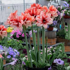 Plant Stake Support - 6 Pack Adjustable Height 12" or 24", Garden Support Stake Plant Cage Support Rings, Single Stem Plant Support Stakes, for Flowers Amaryllis Tomatoes Peony Lily Rose (24inch)