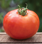 Burpee 'BushSteak' Hybrid, Red Beefsteak Slicing Tomato, 40 Non-GMO Seeds