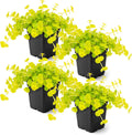 Creeping Jenny Live Plant (Lysimachia nummularia) - 4 Plants Per Pack - Healthy Trailing Perennial - Beautiful Accent Plant - 6" Tall by 4" Wide in 1 Pt Pot