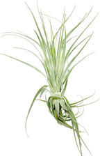Live Air Plant - Tillandsia Gardneri 5-7” - ragnaroc Rare Collectors Indoor Tropical Plant - Live Arrival Guaranteed - House Plants for Home Decor & Gift