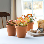 2" Live Succulent 'Sedum adolphii Shooting Stars', Rare Succulent Plants Fully Rooted in Pots, Unique House Plant for DIY, Party Favor, Home Office Decoration
