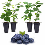 Pink Lemonade Blueberry (Reka)