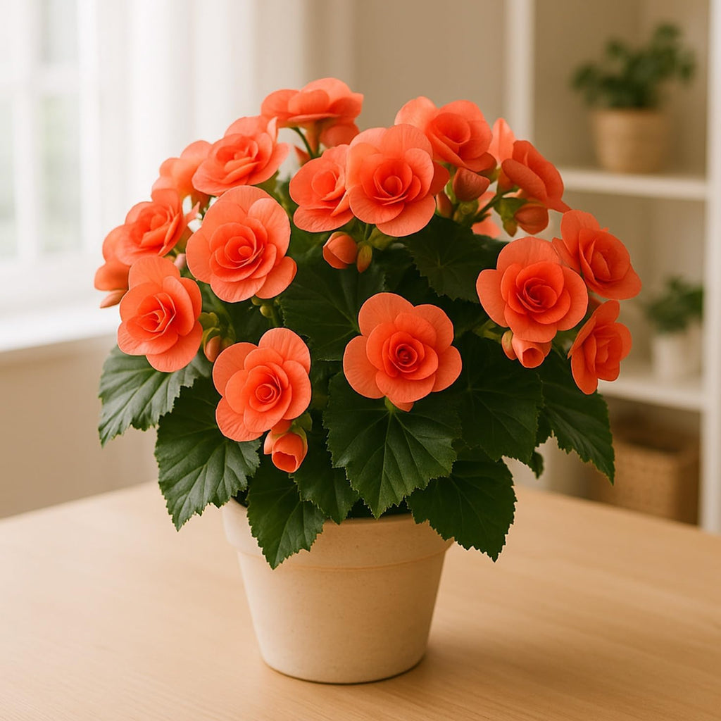Grow Indoor Begonia Flowers - 3 Healthy Bulbs to Grow Indoors