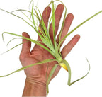ragnaroc Air Plants - Tillandsia Straminea Jumbo 6-9" - 1ct - Live Arrival Guaranteed - House Plants for Home Decor & Gift