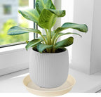 4 Pack of 14 inch Plant Saucers Bird Bath Bow Round, Plastic Plant Saucer Tray for Pots, White Planters for Indoor Plants, Plant Trays for Planter 12-15" (14", Beige)