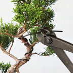 Wazakura 150 gr Black Anodized Aluminum Bonsai Training Wire Made in Japan (3 mm, Black)