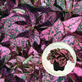 Polka Dot Plant (4-Pack) - Live Houseplants, Small Indoor Plants, Hypoestes Rose - Colorful, Air-Purifying House Plants
