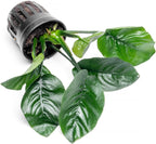 SubstrateSource Anubias Live Aquarium Plants - Potted Freshwater Plant for Fish Tanks, Terrariums - Beginner Friendly Low Light (Barteri Butterfly, 1 Pot)
