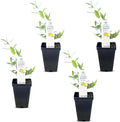Carolina Jasmine Plant, Live Evergreen Vine, Fragrant Yellow Blooms, Fast Growing Climber for Trellis, Fences, or Arbors - Gelsemium sempervirens - 4 Cups