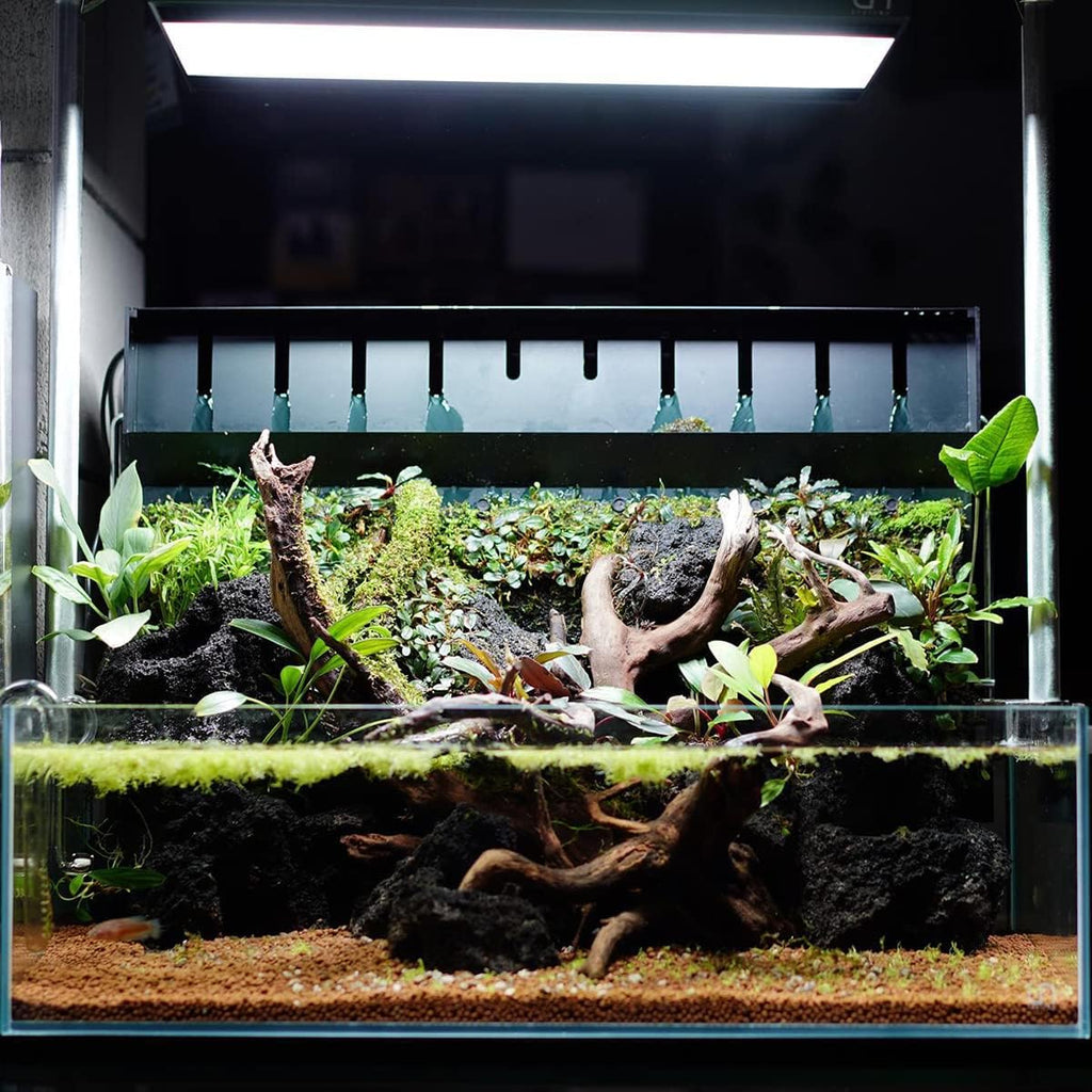 SubstrateSource Anubias Live Aquarium Plants - Potted Freshwater Plant for Fish Tanks, Terrariums - Beginner Friendly Low Light (Congensis, 5 Pots)