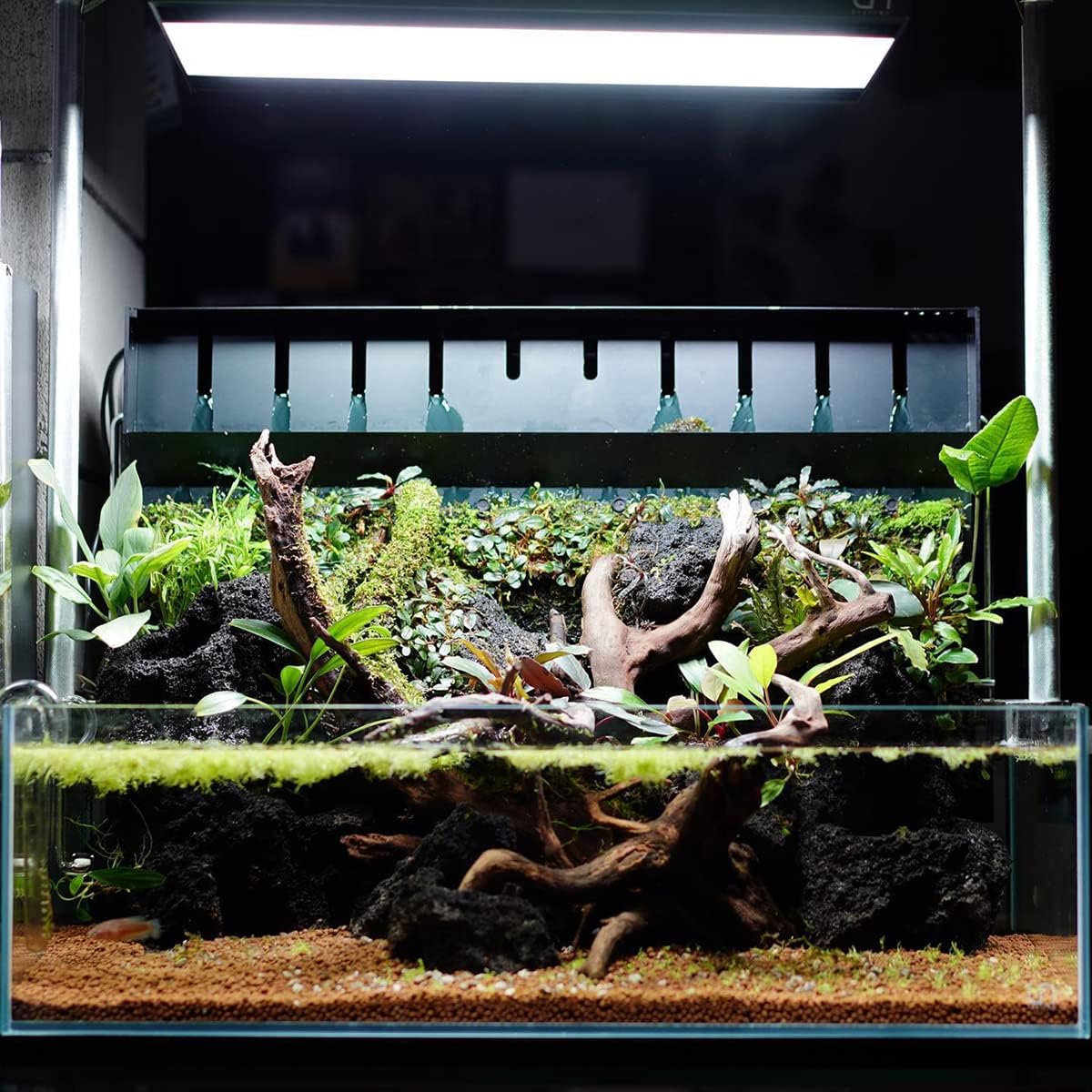 SubstrateSource Anubias Live Aquarium Plants - Potted Freshwater Plant for Fish Tanks, Terrariums - Beginner Friendly Low Light (Congensis, 5 Pots)