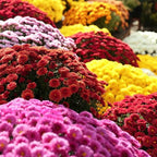500+ Mixed Color Chrysanthemum Seeds for Planting - Hardy Garden Flower Seeds - Rare Ground Cover Landscape Easy Grow & Maintain