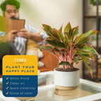 Costa Farms Chinese Evergreen, Red, Easy to Grow Live Indoor Plant Aglaonema, Houseplant Potted in Indoors Garden Plant Pot, Potting Soil Mix, Gift for New Home, Office, or Home Décor, 1-2 Feet Tall