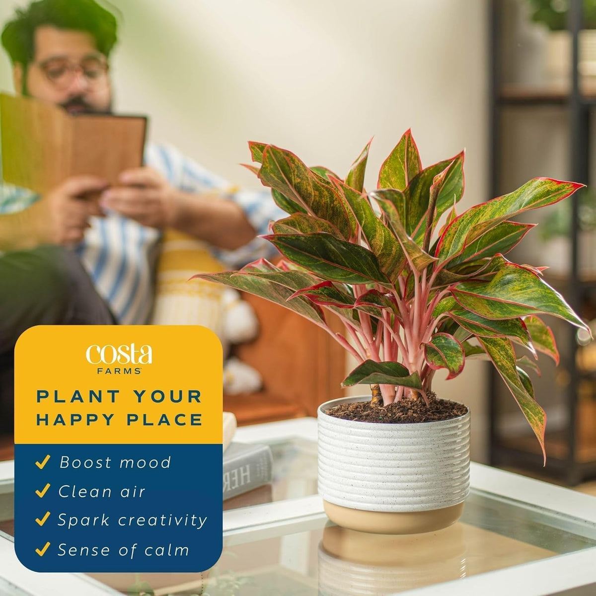 Costa Farms Chinese Evergreen, Red, Easy to Grow Live Indoor Plant Aglaonema, Houseplant Potted in Indoors Garden Plant Pot, Potting Soil Mix, Gift for New Home, Office, or Home Décor, 1-2 Feet Tall
