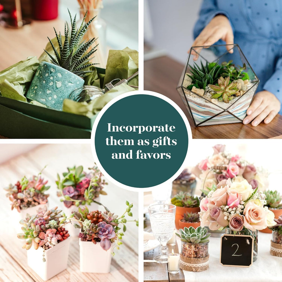 Shop Succulents Unique Succulent Plant Pack Collection - Live Mini Succulent Plants, Low Maintenance, Exceptional Colors & Textures - Wedding and Party Favors, Gift & Garden, Pack of 6