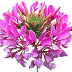Mixed Cleome - Spider Plants - Nectar Flower for Monarch Butterflies - Large Paclage - 5000 Seeds