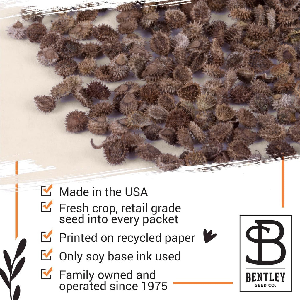 Bentley Seed Co. | Seeds of Remembrance | Pre Filled Non-GMO, Non-Coated Forget Me Not Seeds Packets | Perfect Memorial Service Giveaways and Celebration of Life Decorations | Pack of 25