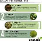 100 Hybrid Willow Trees - Fast Privacy Trees or Shade - Space 1-2 Feet Apart - Austree Willow Grow 6-10 Feet Per Year - Privacy Hedge