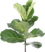 United Nursery Fiddle Leaf Fig – Ficus Lyrata Standard Tree in 10” Grower Pot – 24–34 Inches Tall – Upright Indoor Plant with Large Green Leaves – Easy-Care Tropical Houseplant for Home or Office