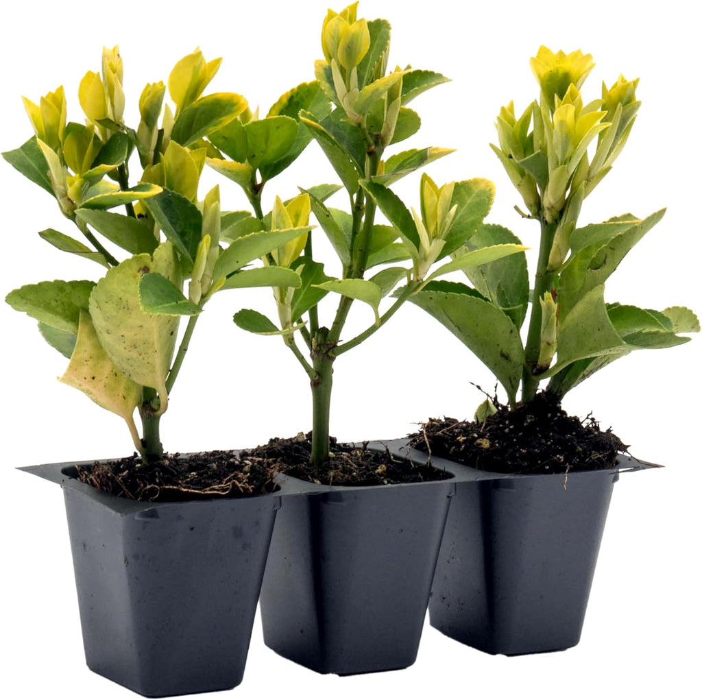 3 Golden Euonymus Shrubs | Live Plants in 2.5-inch Nursery Cubes | Japonica ‘Aureo-Marginatus’ Variety | Easy-Care Evergreen | Variegated Yellow-Green Foliage | Hedges & Shrubs for Home & Garden