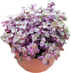 Live Succulents Pink Lady (4-inch), Succulent Plants Fully Rooted in Pots with Soil, Easy-Care House Plant for DIY, Home Office Decor, Wedding Party Favor